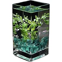 71H+erNkn2L._AC_UL210_SR210,